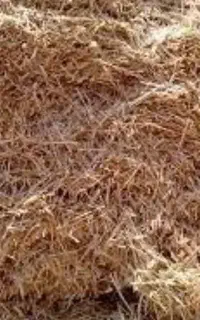 کاه گندم