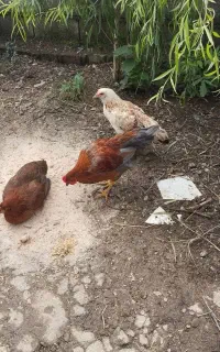 مرغ وخروس بهاره
