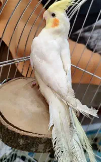 عروس هلندی گمشده