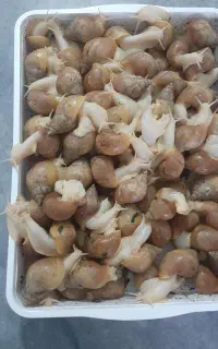 حلزون