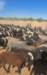 تعداد ۱۸۰ راس از گوسفندهای نژاد شال