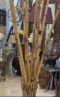 تعدادی چوب بابمو