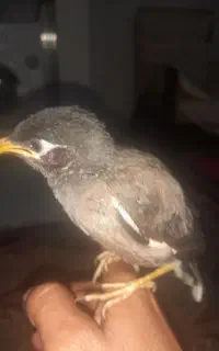 مرغ مینا