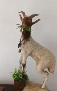 مجسمه بر ایتالیایی