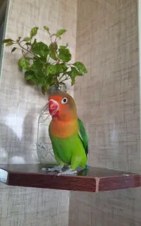 کوتوله برزیلی زیبا