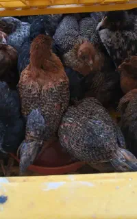 ۱۰ روزه ۴۵ روزه ۲ ماهه