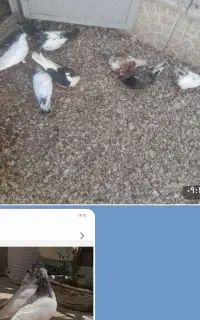 کبوتر