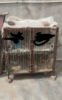 قفس جفتی کبوتر