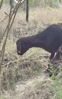 قزل افشار اصل