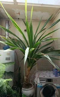 گل خوشگل مناسب تالار و ارگانها