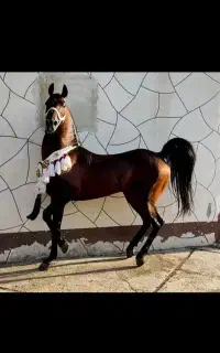 خرید فروش وآموزش سوارکاری و پانسیون