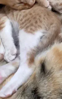 واگذاری گربه مادر و ۶بچه دو هفته ای