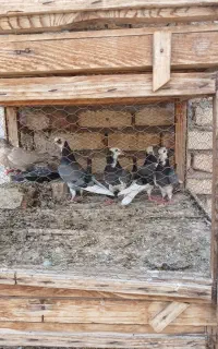 پرنده