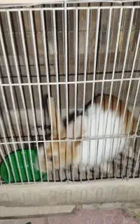 خرگوش