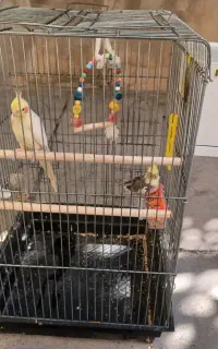 عروس هلندی جفت