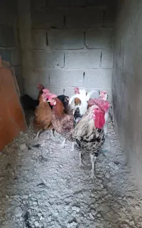 مرغ وخروس محلی