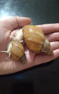 حلزون آلبینو