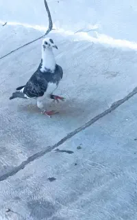 دوبر ماده