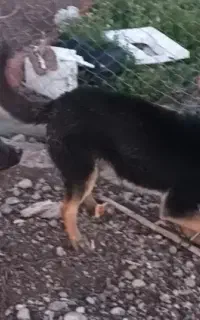 سگ ژرمن