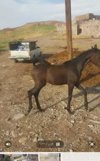 کره مادیان