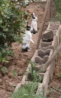 خرگوش