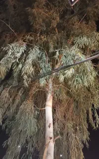 درخت اکالیپتوس