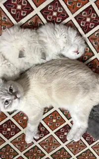 واگذاری گربه اسکاتیش