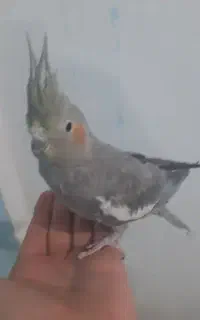فروش عروس هلندی ماده