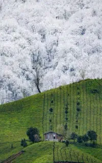 چای بهاره ۱۴۰۵ شکسته ممتاز از باغات املش