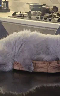 گربه رگدال