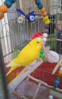مرغ عشق سخنگو