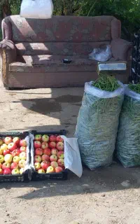 عرضه مستقیم لوبیا سبز آستانه  به مدت محدود