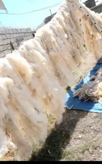 پشم فروشی