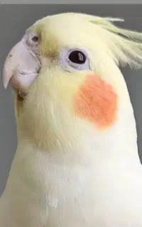 عروس هلندی نباتی گمشده در محدوده آزادگان قدمگاه