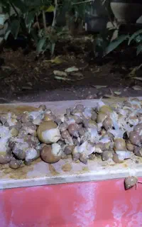 حلزون کلوژن ساز