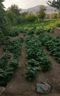 سبزی لوبیا سبز.بادمجان خیارتروز محلی