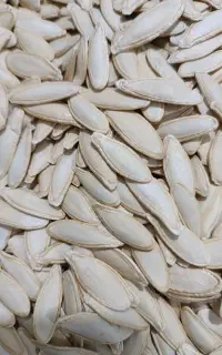 40کیلو تخمه کدو تر تمیز بوجار به روش سنتی
