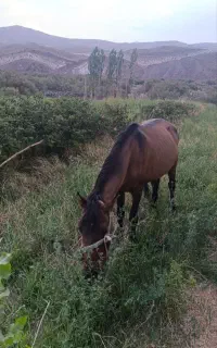 اسب فروشی