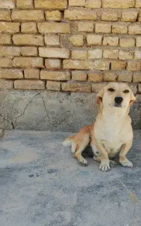 سگ پاپی
