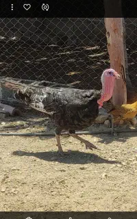 بوقلمون نر یه ساله چاق