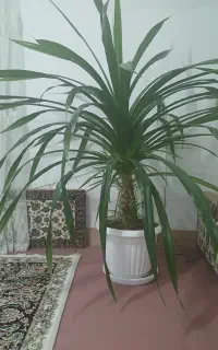 گل خانگی زیبا