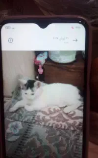 سرپرست گربه ماخام
