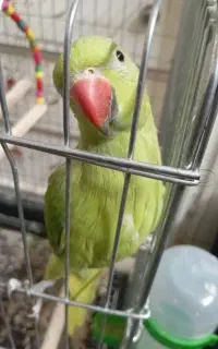 طوطی