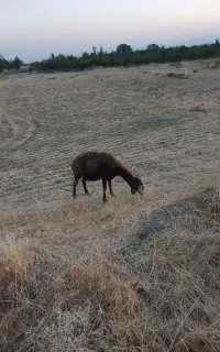 گوسفند .افتاده .مریض.شکسته