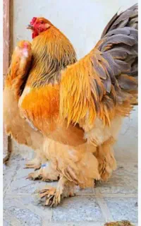 خروس جوان برهماغول پیکر