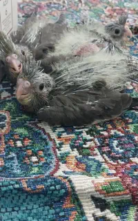 جوجه عروس هلندی