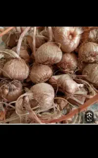 پیاز گل زعفران با گل دهی عالی