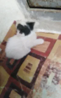 4عدد بچه گربه