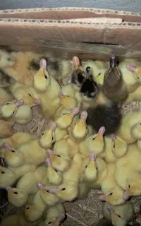 جوجه اردک اسراعیلی تخمگذار در فومن