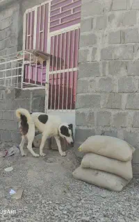 توله گله